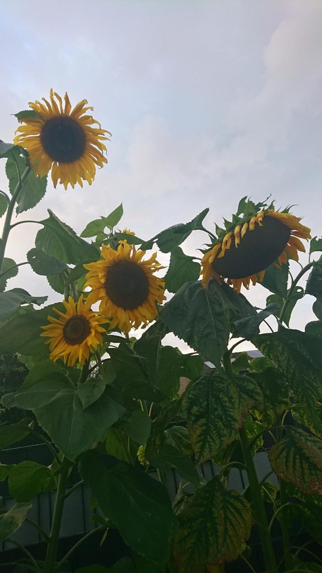 Ferienwohnung Sonnenblick Und Relax 孙登 外观 照片
