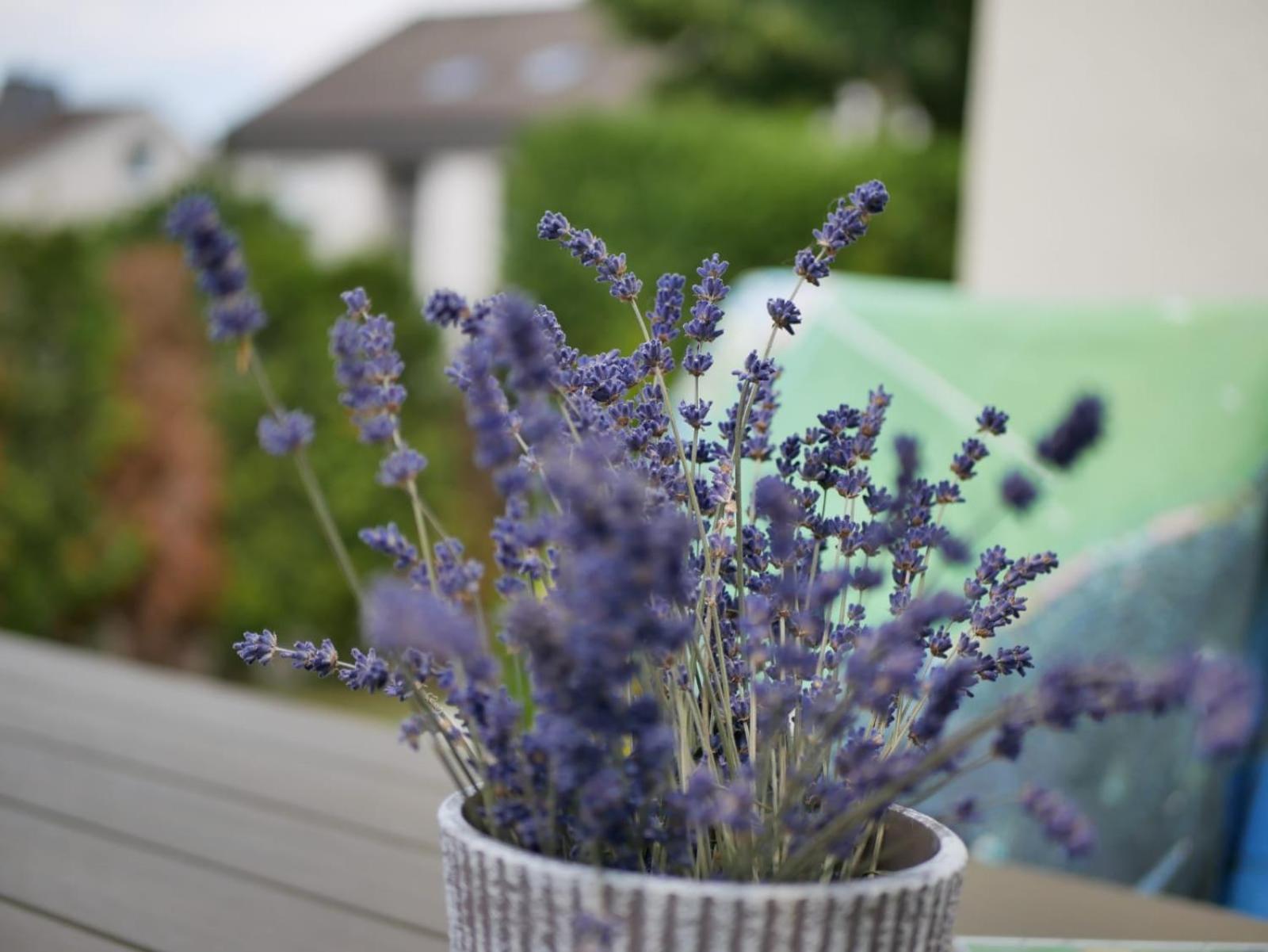 Ferienwohnung Sonnenblick Und Relax 孙登 外观 照片